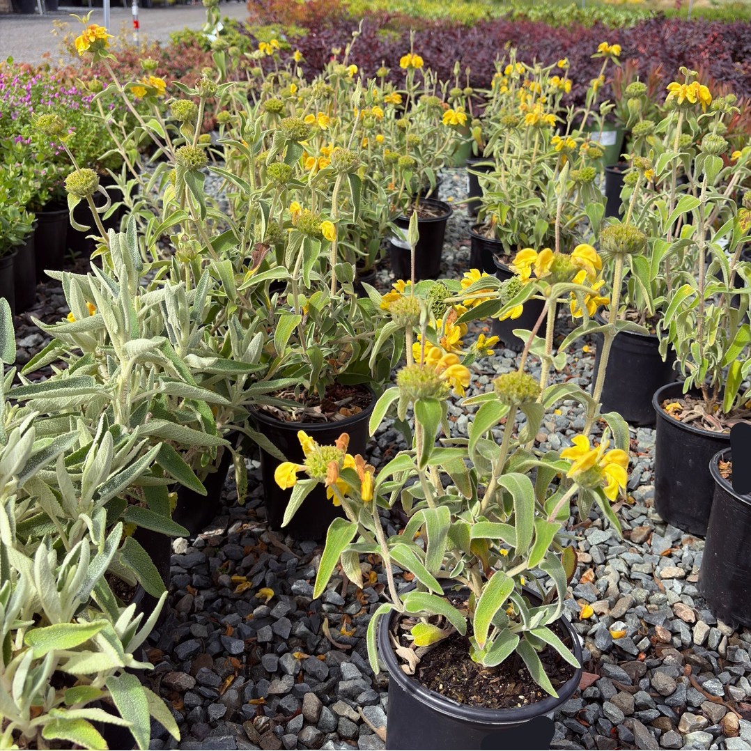 Jerusalem Sage