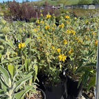 Jerusalem Sage