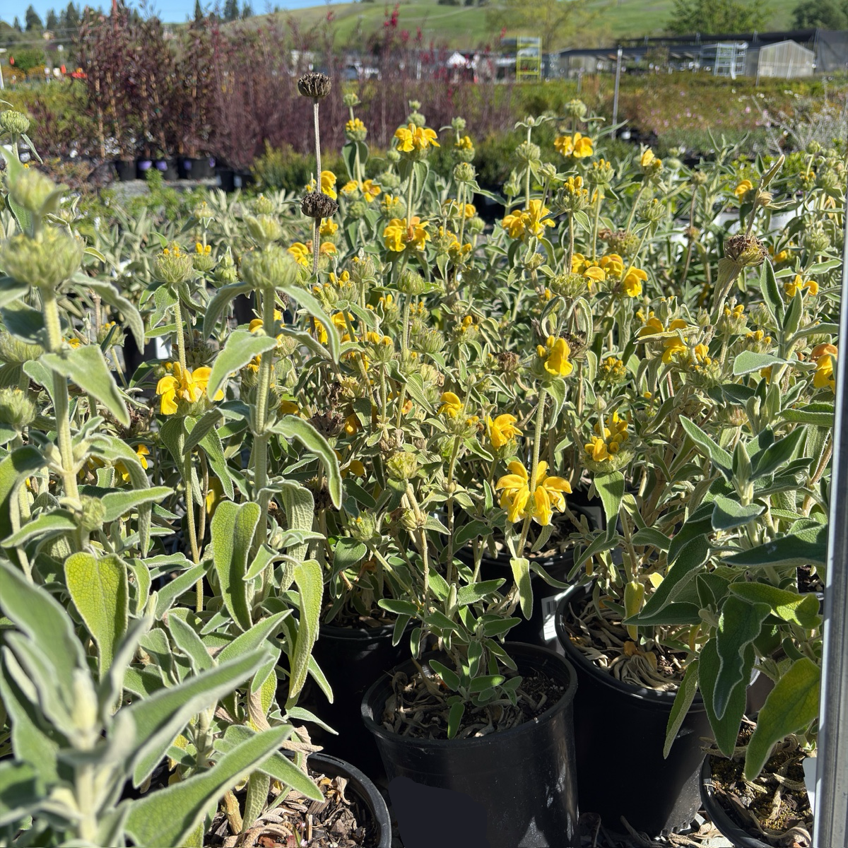 Jerusalem Sage