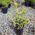 Jerusalem Sage
