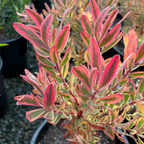 Jester Cone Bush