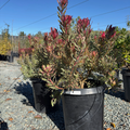 Jester Cone Bush