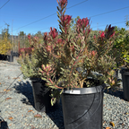 Jester Cone Bush
