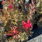 Jester Cone Bush