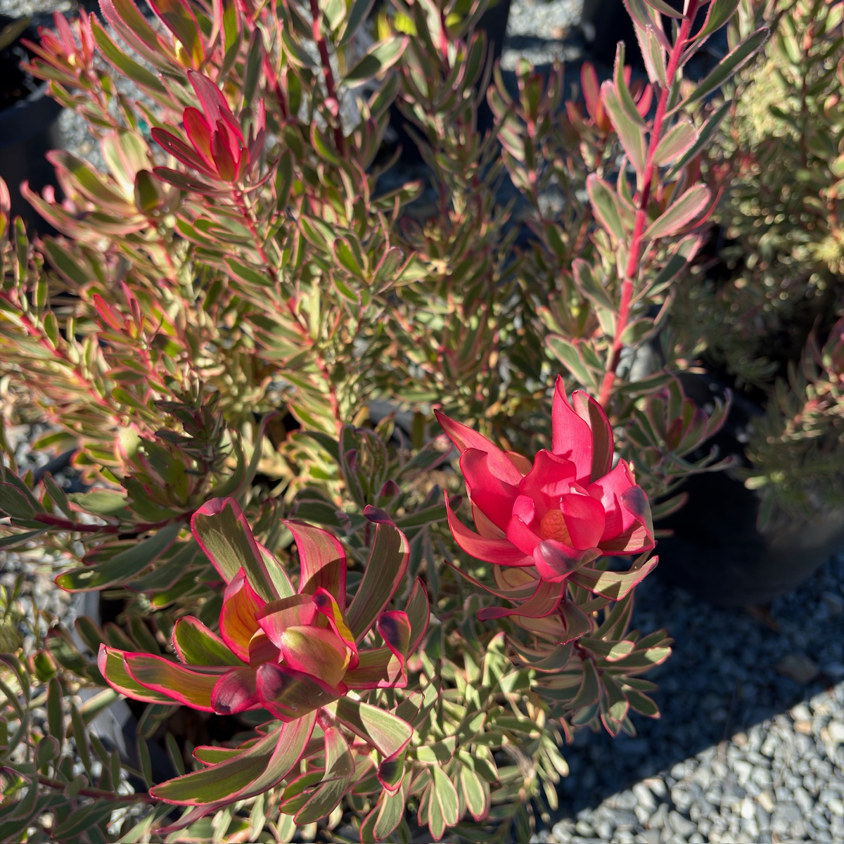 Jester Cone Bush