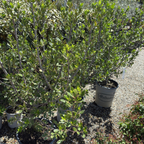 John Edwards Italian Buckthorn