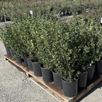 John Edwards Italian Buckthorn