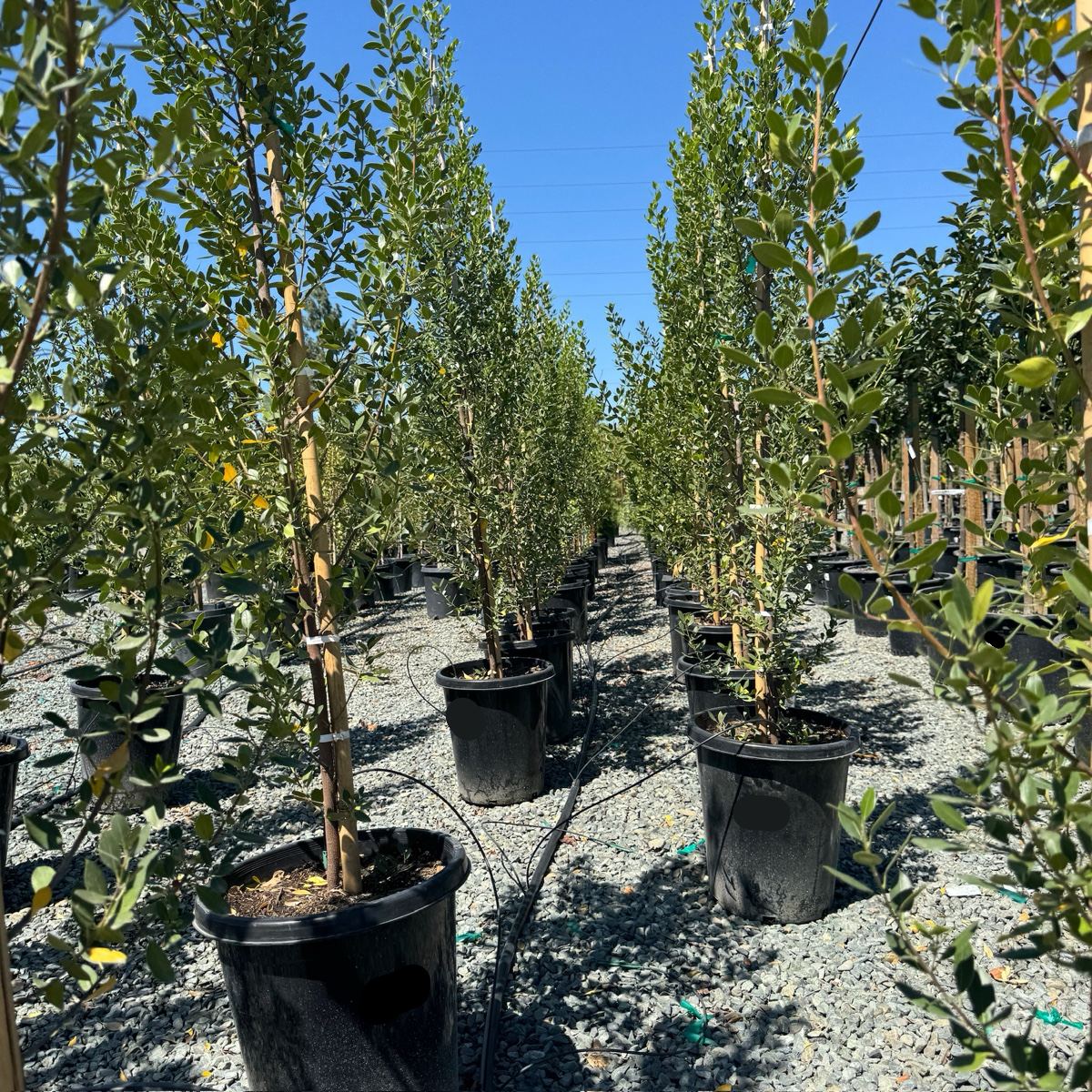 John Edwards Italian Buckthorn