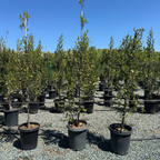 John Edwards Italian Buckthorn