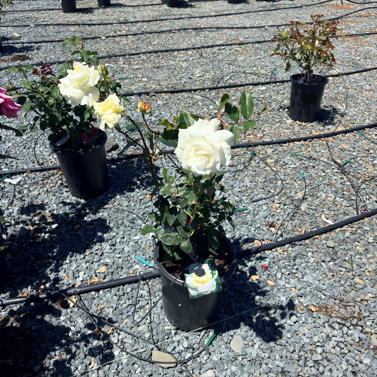 John F. Kennedy Rose