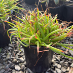 Johnson's Hybrid Aloe