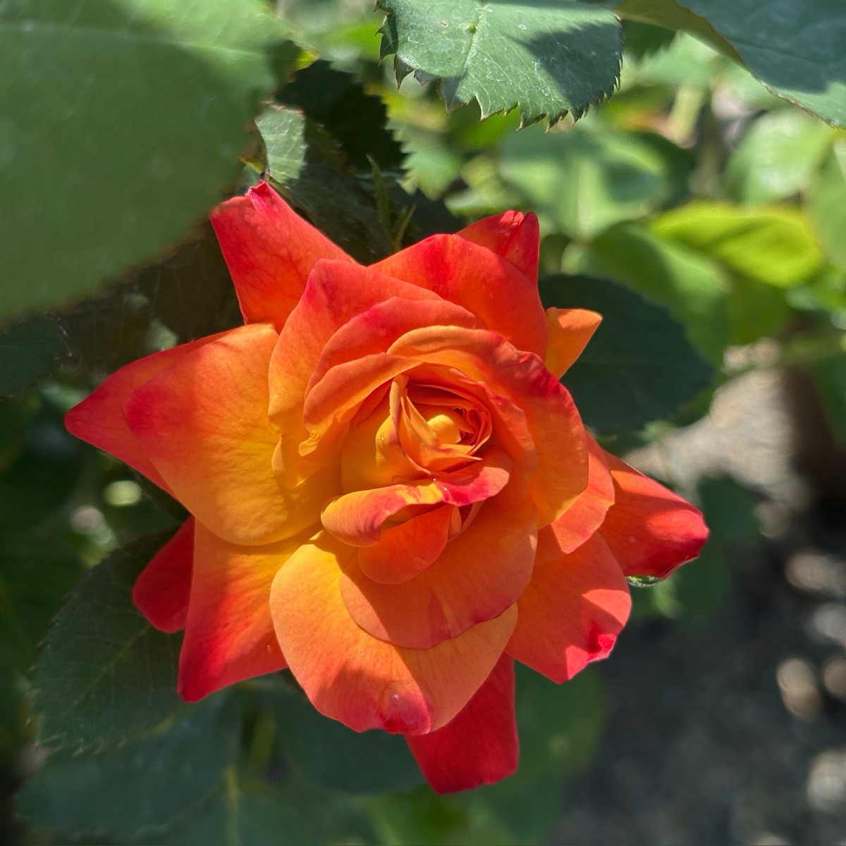 Joseph's Coat Climbing Rose