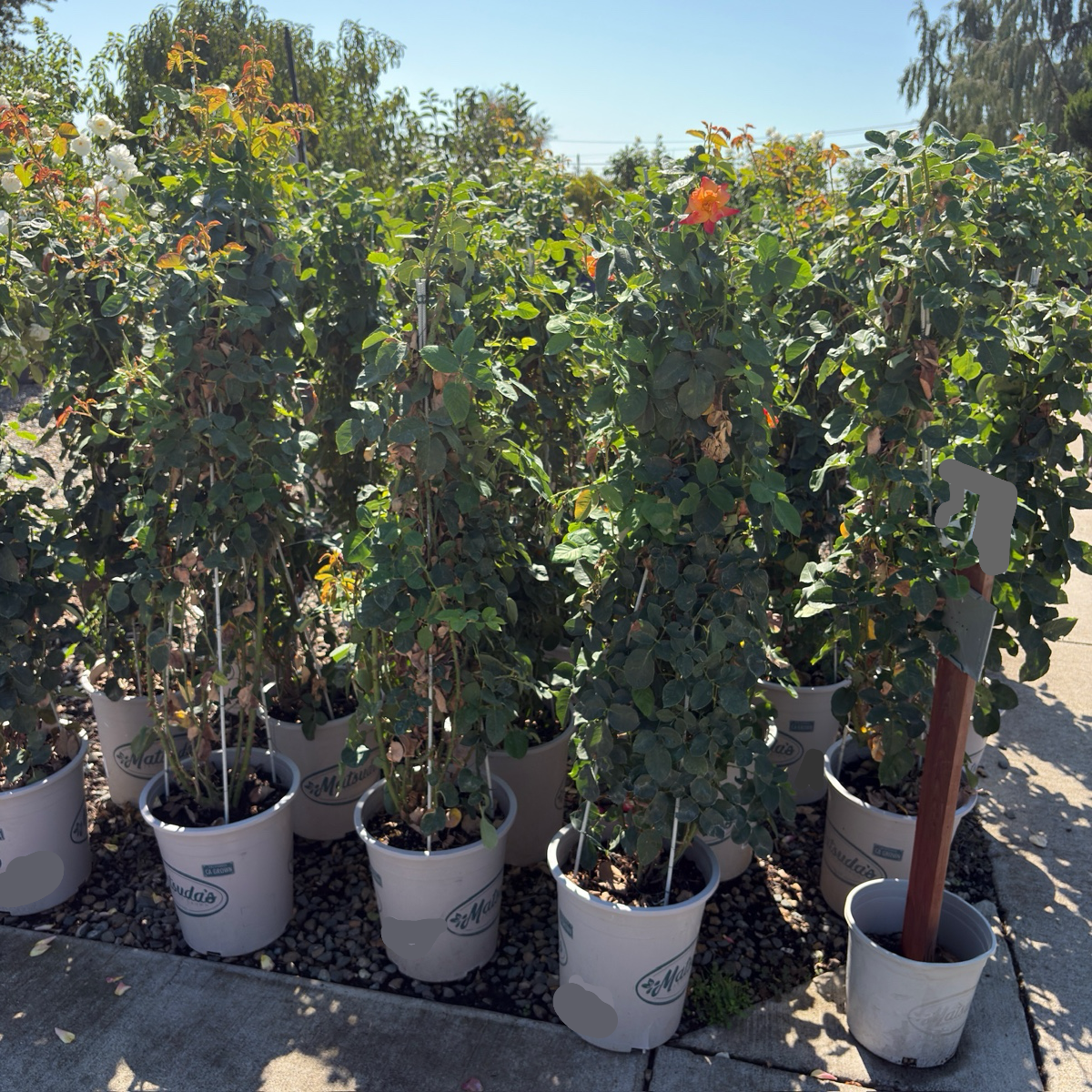 Joseph's Coat Climbing Rose