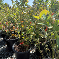 Potted Shouthern Highbush plants with red flowers and green leaves in a garden setting