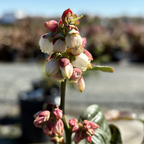 Close-up of a Jubilee Blueberry plant with pink and white flowers against a blurred natural background