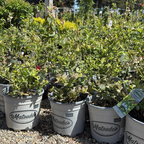 Row of potted Jubilee Blueberry plants labeled 'Matsuda's' on a gravel surface with trees in the background.