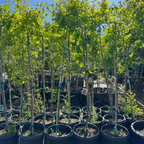 Jujuba ‘GA866'