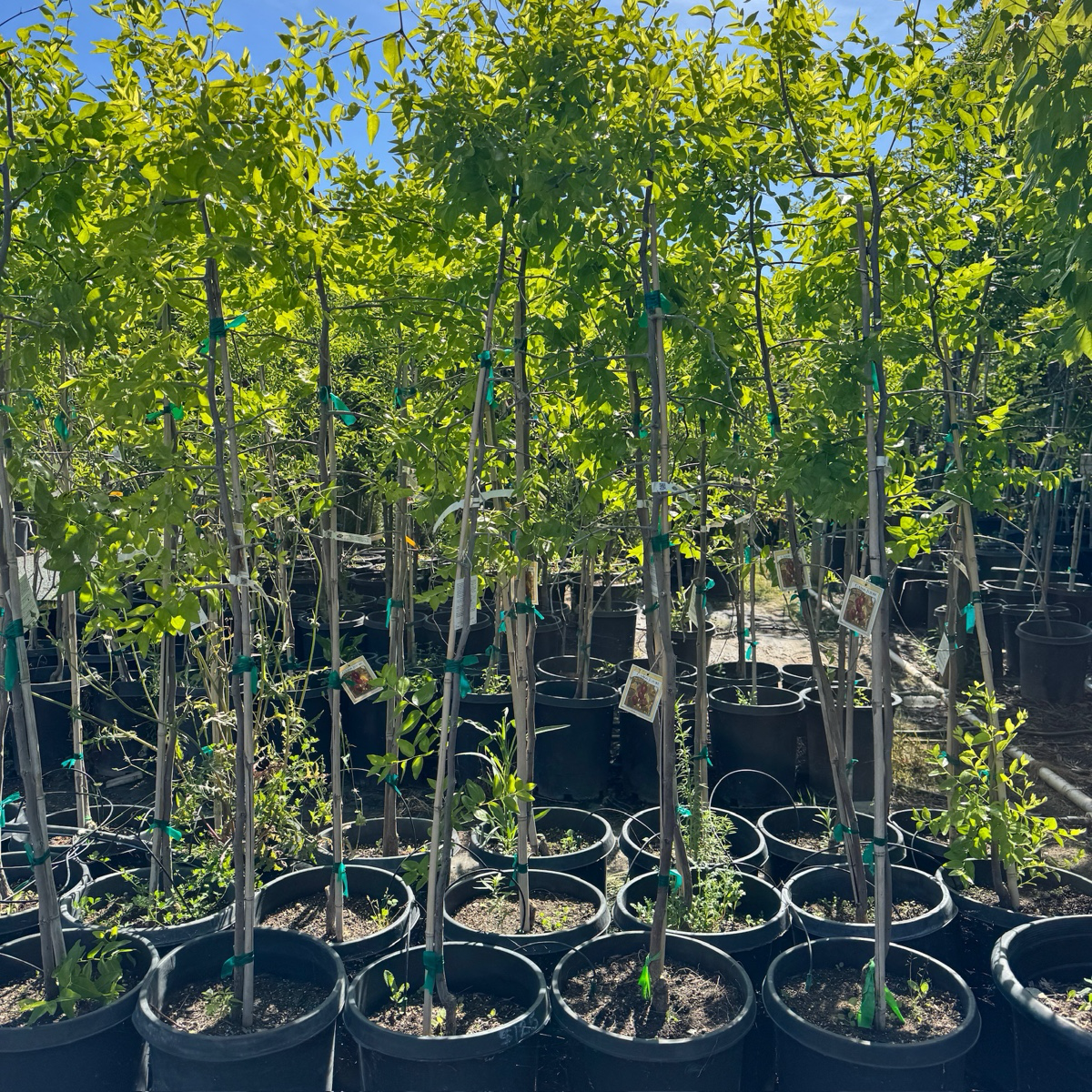 Jujuba ‘GA866'