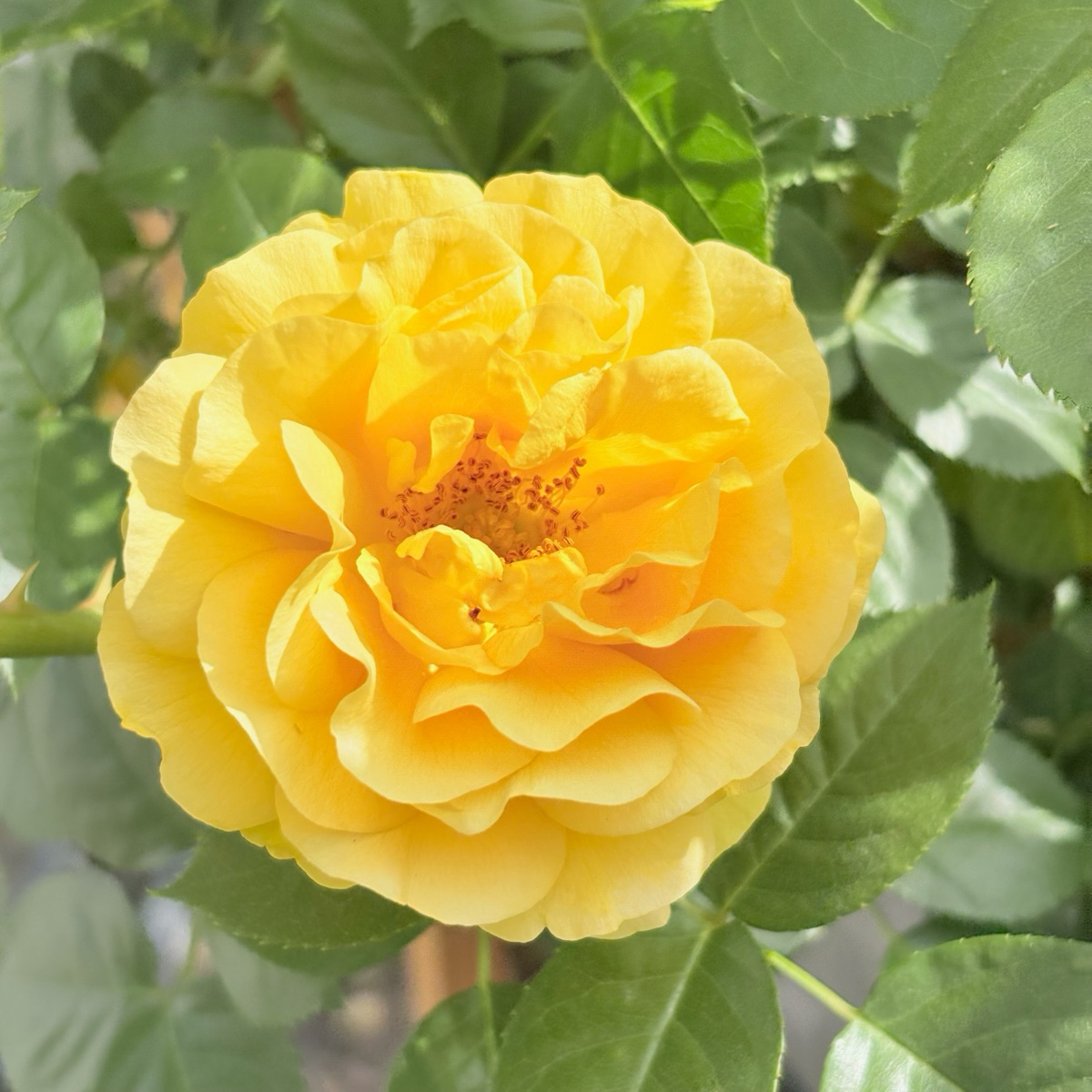 Julia Child Floribunda Rose