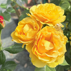 Julia Child Floribunda Rose