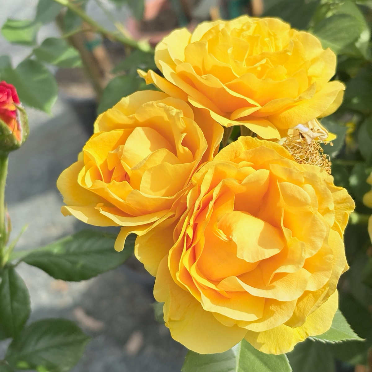 Julia Child Floribunda Rose