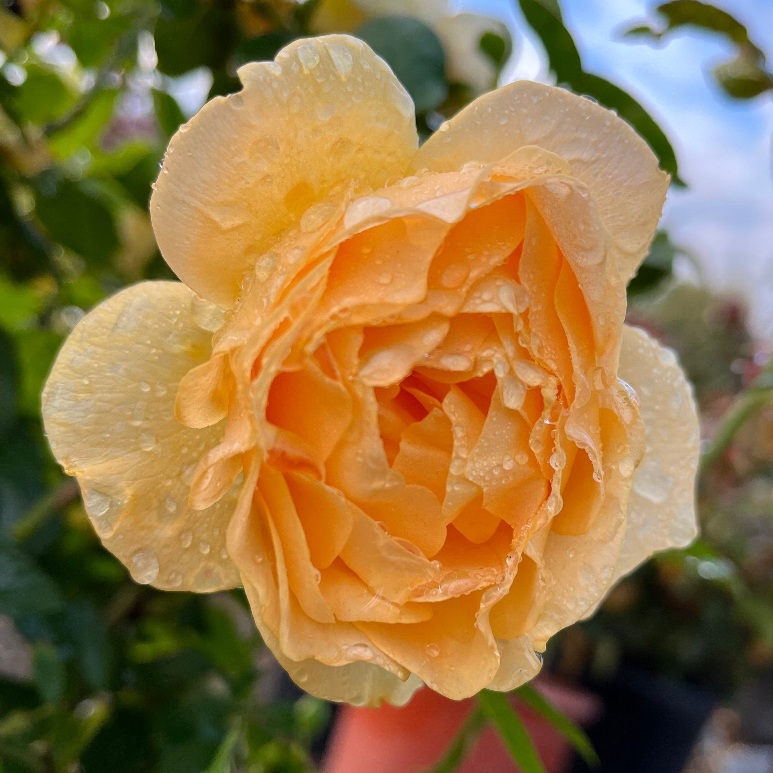 Julia Child Floribunda Rose