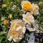 Julia Child Floribunda Rose