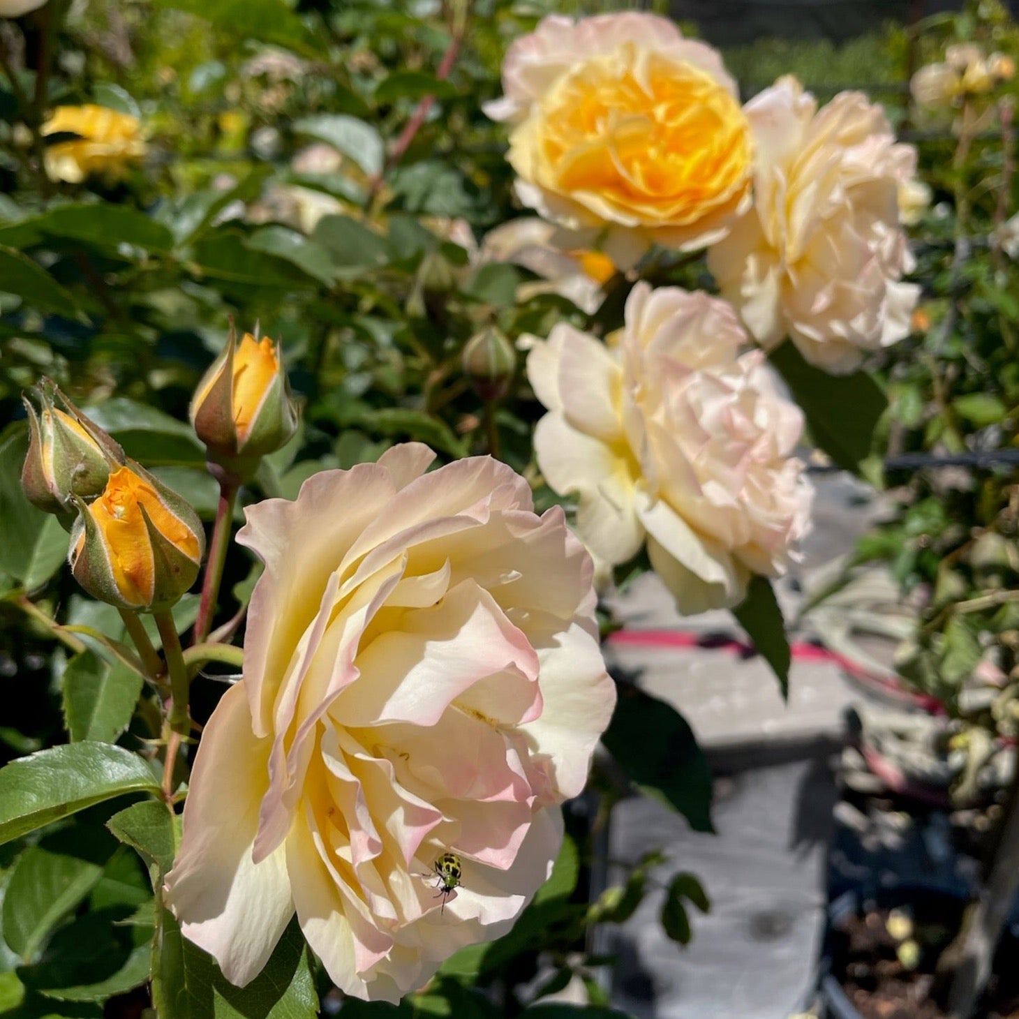 Julia Child Floribunda Rose