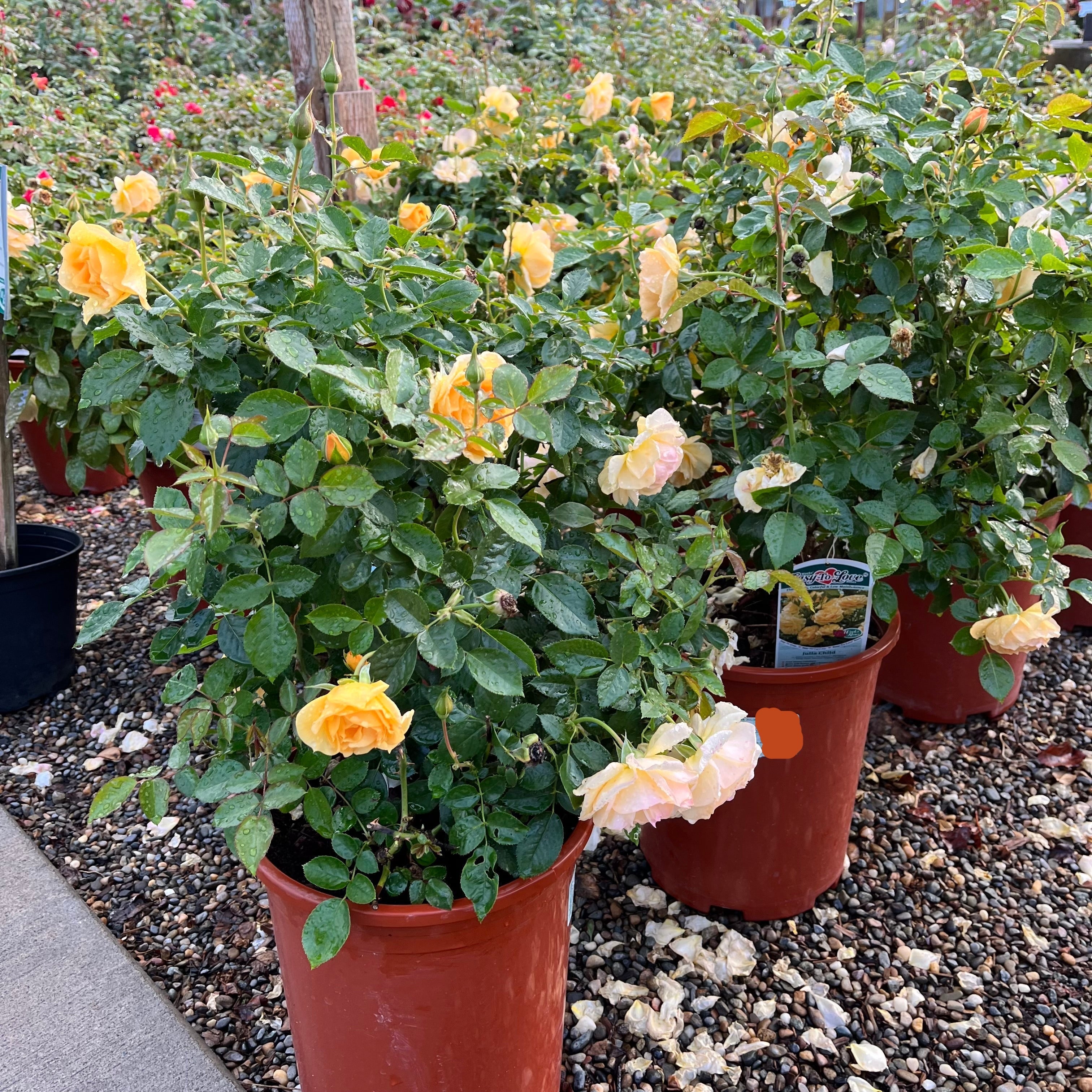Julia Child Floribunda Rose