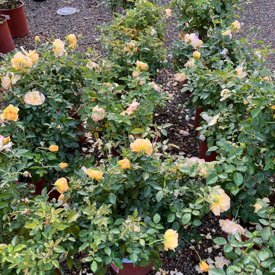 Julia Child Floribunda Rose