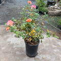 Jump for Joy™ Floribunda Rose