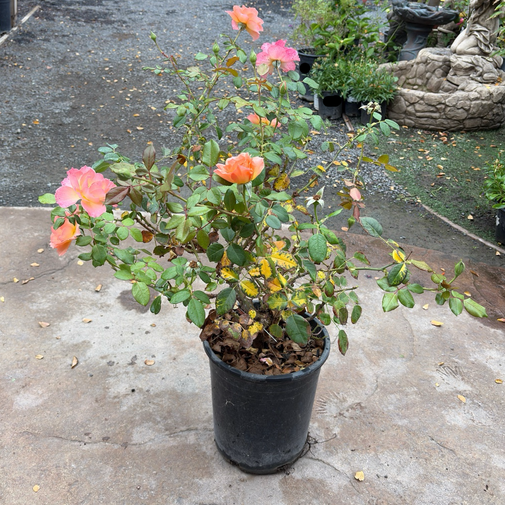Jump for Joy™ Floribunda Rose