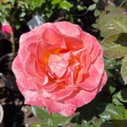 Jump for Joy™ Floribunda Rose