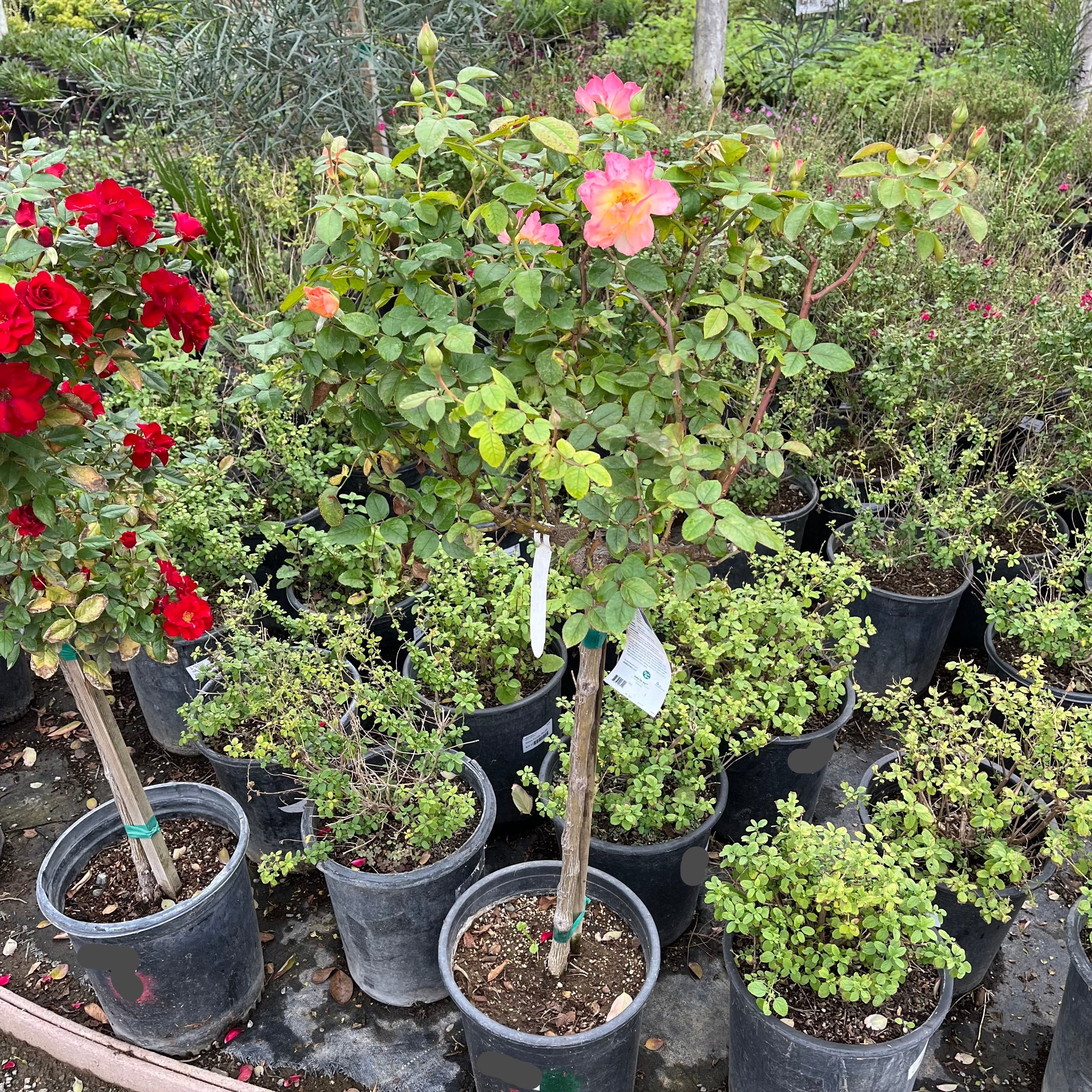 Jump for Joy™ Floribunda Rose