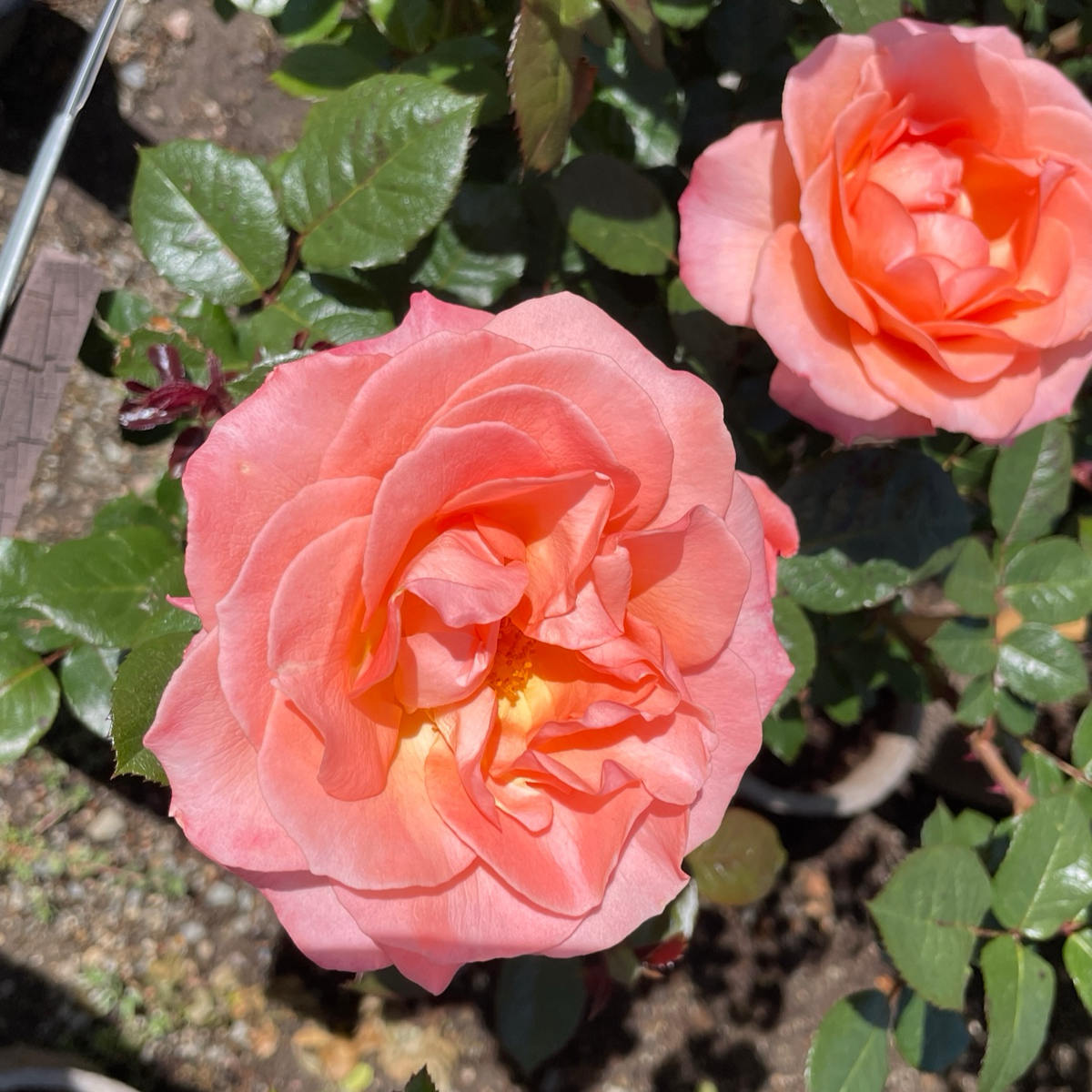 Jump for Joy™ Floribunda Rose