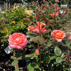 Jump for Joy™ Floribunda Rose