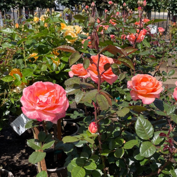 Jump for Joy™ Floribunda Rose