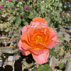 Jump for Joy™ Floribunda Rose