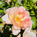 Jump for Joy™ Floribunda Rose