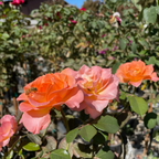 Jump for Joy™ Floribunda Rose
