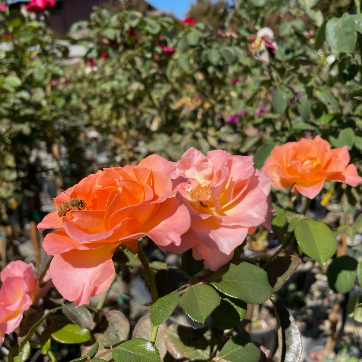 Jump for Joy™ Floribunda Rose