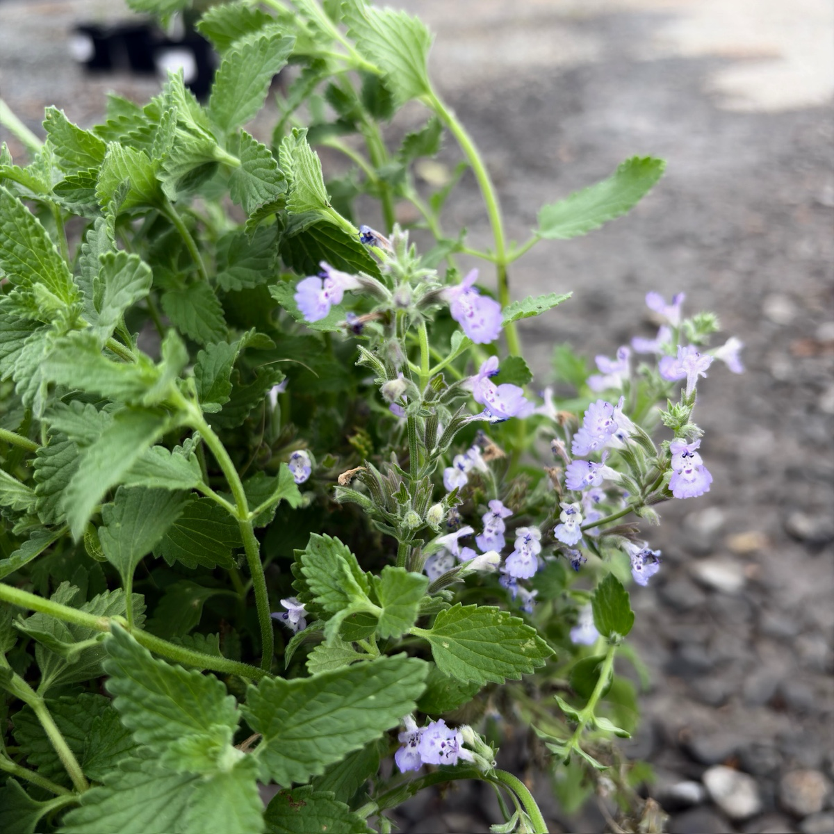 Junior Walker Catmint