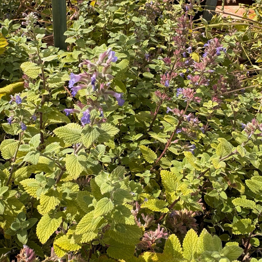 Junior Walker Catmint