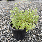 Junior Walker Catmint