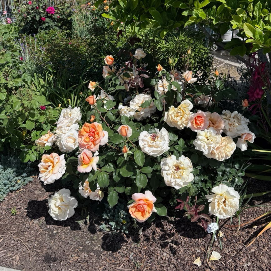 Just Joey Hybrid Tea Rose