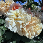Just Joey Hybrid Tea Rose