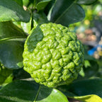 Kaffir  Lime