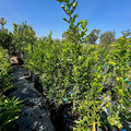 Kaffir  Lime