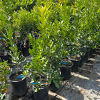 Kaffir  Lime