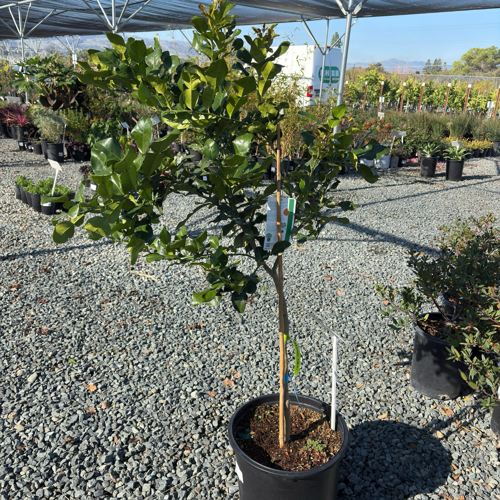 Kaffir Lime